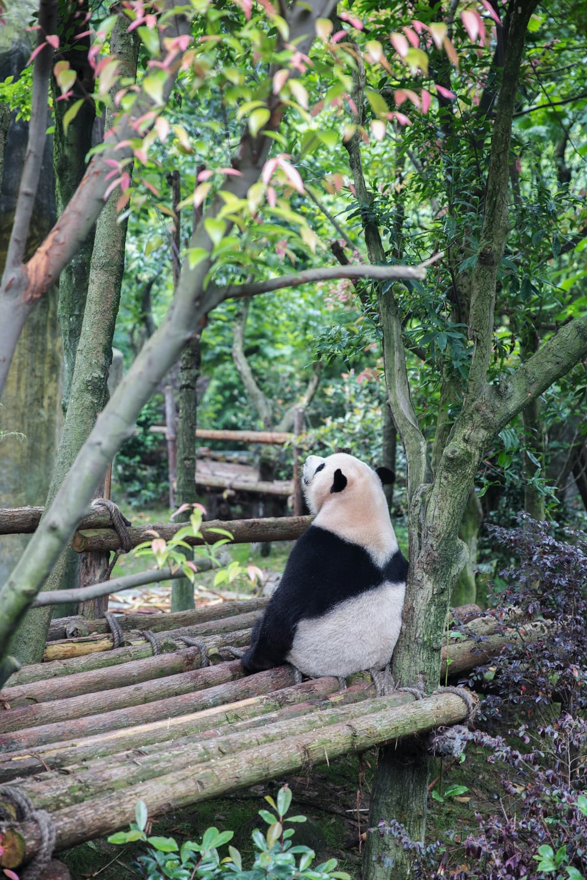 Chengdu travel inspiration